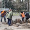 Озеленення рідного міста