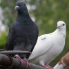 Запрошуємо взяти участь у V Відкритому фестивалі-ярмарку голубів “Голуби  – птахи миру та єднання кожної родини”