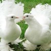 ПОЛОЖЕННЯ про ІІІ Відкритий фестиваль – ярмарок «Голуби – птахи миру та єднання кожної родини»