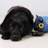 Всеукраїнські змагання собак-рятувальників