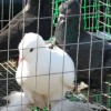 Птахи миру у Павлограді