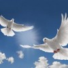 Запрошуємо взяти участь в VІІІ Відкритому фестивалі-ярмарку “Голуби – птахи миру та єднання кожної родини”
