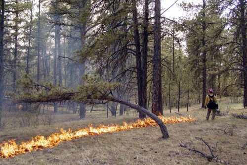 Випалювання торішньої трави – це злочин проти природи!