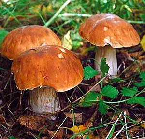 І знову про гриби