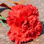 Дорогі ветерани! Шановні учасники партизанського та підпільного руху!