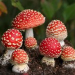 Не подвергайте себя смертельной опасности!