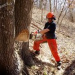 Спил деревьев