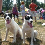 Пройшла національна виставка собак