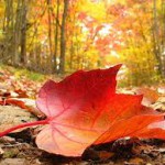 Городской голова Иван Метелица обратился к жителям города