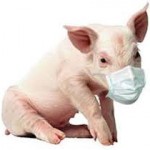 Обережно! Африканська чума свиней!