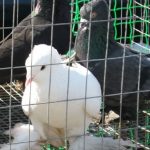 Птахи миру у Павлограді