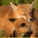 До уваги мешканців міста! Сезон тиші!