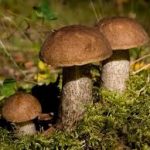 В Україні триває грибний сезон