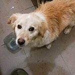 Після порятунку з крижаної річки собака отримала кличку Лакі