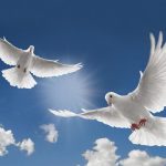 Запрошуємо взяти участь в VІІІ Відкритому фестивалі-ярмарку “Голуби – птахи миру та єднання кожної родини”