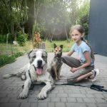 Робочі будні притулку для бездоглядних тварин