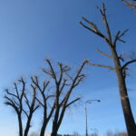 У місті ведуться роботи з омолоджуючої обрізки дерев