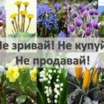 Акція «Збережи первоцвіти – 2025»