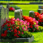 Живі квіти краще штучних