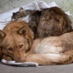 Не залишайте своїх тварин!