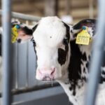 Щодо ідентифікації та реєстрації тварин