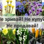 Акція «Збережи першоцвіт – 2026»