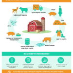 Недопущення ящуру у приватних господарствах